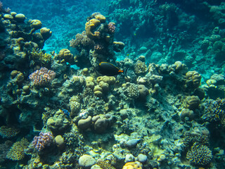 Naklejka na ściany i meble Interesting inhabitants of the coral reef in the Red Sea
