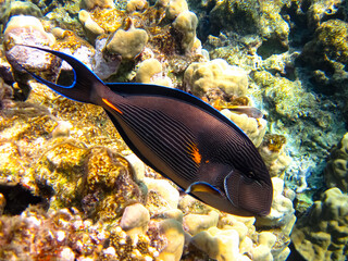 Interesting inhabitants of the coral reef in the Red Sea