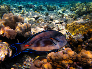 Interesting inhabitants of the coral reef in the Red Sea