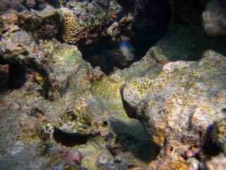 Interesting inhabitants of the coral reef in the Red Sea
