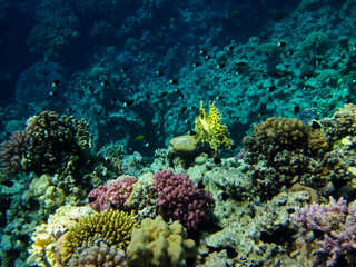 Interesting inhabitants of the coral reef in the Red Sea