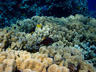 Interesting inhabitants of the coral reef in the Red Sea