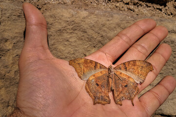 Seasonal dead (Melanitis leda) butterfly on hand in daytime