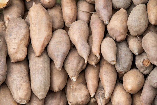 Group of fresh organic yacon plant pile after harvesting from the farm ready for sale at the market