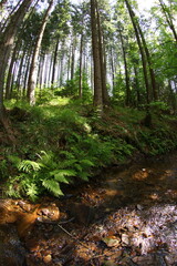 Czech republic mountain summer forest