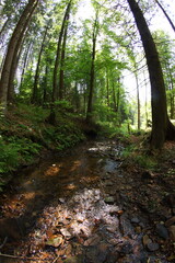 Czech republic mountain summer forest