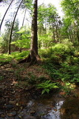Czech republic mountain summer forest