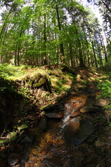 Czech republic mountain summer forest