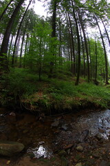Obraz premium Czech republic mountain summer forest