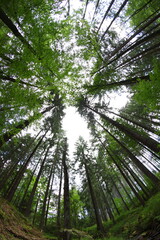 Czech republic mountain summer forest