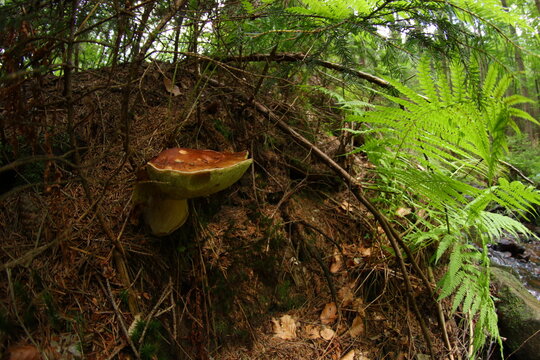 Borowik mushroom in forest near creek Czech republic