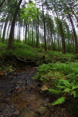 Mountains spruce forest in Czech  republic