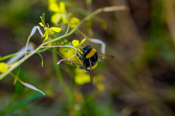 una abeja polinizando una flor