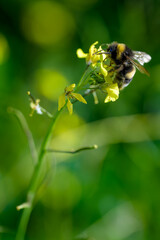 Una abeja polinizando una flor - obrazy, fototapety, plakaty