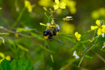 Una abeja polinizando una flor