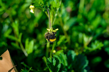 Una abeja polinizando una flor