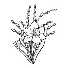 Black contour linear silhouette daffodil and willow branches isolated on white background. Vector simple flat graphic illustration flower. A simple line hand drawing plants for the design - obrazy, fototapety, plakaty