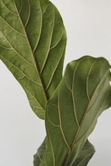 Beautiful green ficus plant leaves over white wall. Elegant minimal floral background