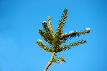 branch of a pine, nacka,sverige,sweden, Mats