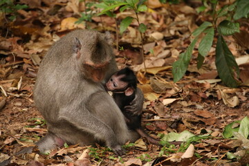 Obraz premium Baby macaque and its mother (Cambodia)