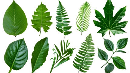 Natural of Beautiful Tropical green leaves of leaf isolated on transparent background.