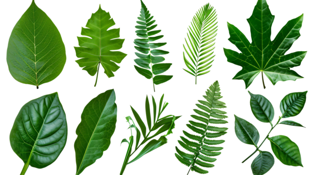 Natural of Beautiful Tropical green leaves of leaf isolated on transparent background.