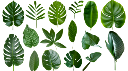 Natural of Beautiful Tropical green leaves of leaf isolated on transparent background.