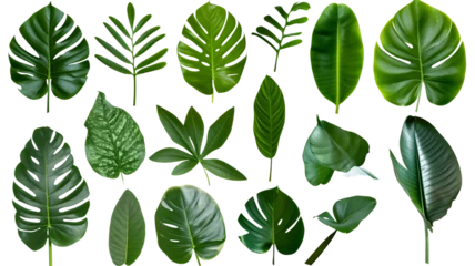 Foto op Plexiglas Natural of Beautiful Tropical green leaves of leaf isolated on transparent background. © SRITE KHATUN