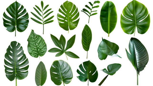 Fototapeta Natural of Beautiful Tropical green leaves of leaf isolated on transparent background.