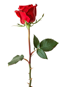 Rose with Stem Red isolated on transparent background