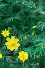 黄色いコスモス