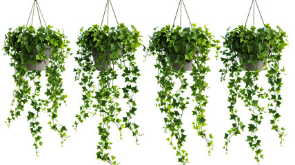 Set of hanging ivy plants on pot, isolated on transparent background - obrazy, fototapety, plakaty