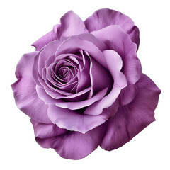Purple rose flower on isolated on transparent background with clipping path. Closeup. For design.
