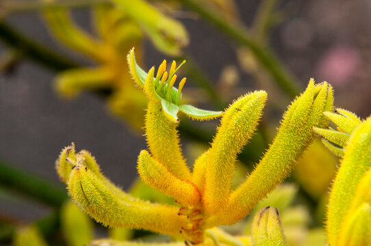 Sydney Australia, yellow kangaroo paw stem with open flowers