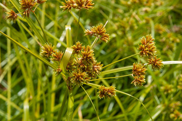Sydney Australia, cyperus alternifolius or umbrella palm, a grass-like plant in the afternoon sunshine