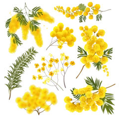 Poster Mimosa spring flowers set isolated on transparent background. Silver wattle tree branch. © SRITE KHATUN