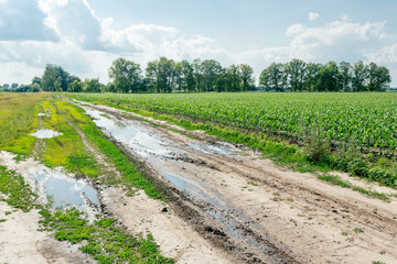 Obraz premium Wet dirt road with puddles between agricultural lands