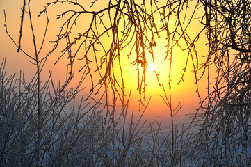Frosty winter early morning. Sunrise through the branches of trees in white fluffy frost