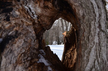 view of the winter forest through a hole in a tree trunk