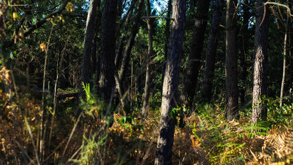 Fougères sauvages, aux teintes orangées à l'approche de l'automne, dans la forêt des Landes de Gascogne