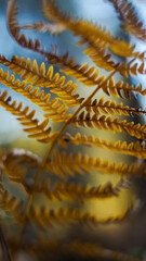 Fougères sauvages, aux teintes orangées à l'approche de l'automne, dans la forêt des Landes de Gascogne