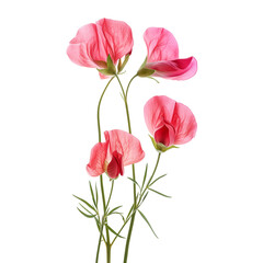 Flowers of sweet pea, isolated on transparent background