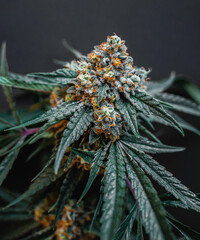 Naklejka na ściany i meble Beautiful cannabis big bud on the dark grey background