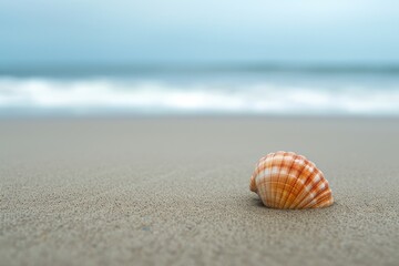 A solitary shell rests upon the sandy beach, a reminder of the diverse and delicate invertebrate creatures that call the ocean's coast home
