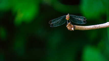 枝にとまるトンボ © S造園