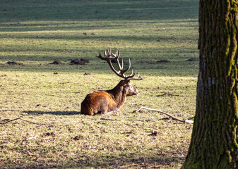 Red deer stag in the forest with large antlers lying on the ground.