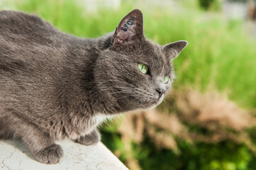 Graue Katze Kartäuser Mischling sitzt auf Fensterbank und schaut interessiert in Garten