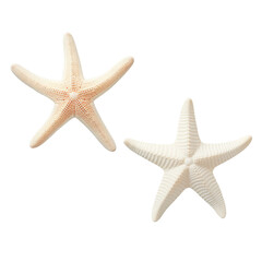 Fototapeta na wymiar two different types of white starfish isolated over a transparent background
