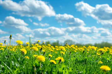 Beautiful meadow field with fresh grass and yellow dandelion flowers in nature against a blurry blue sky with clouds. 