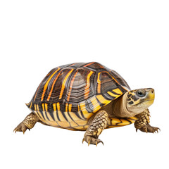 Fototapeta premium turtle isolated on transparent background
